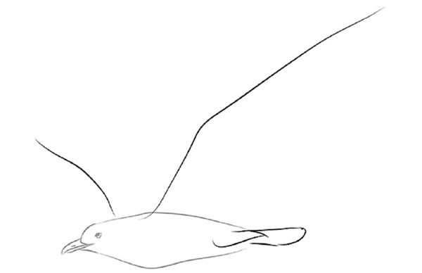 Cómo dibujar un pájaro en etapas con un lápiz