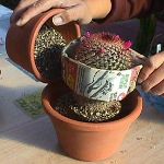 Cómo trasplantar un cactus