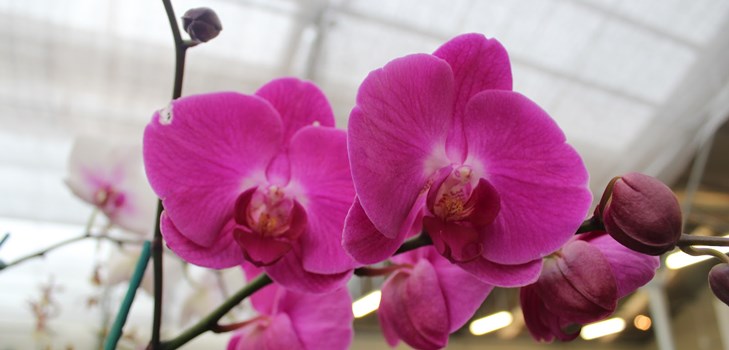 Cómo trasplantar una orquídea