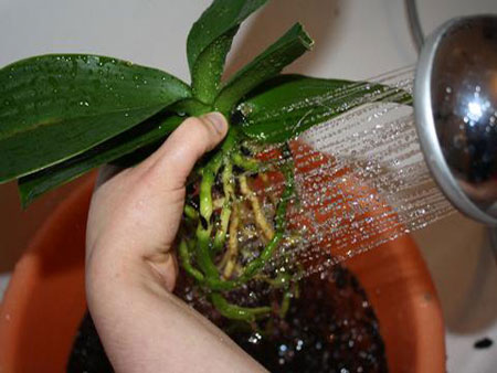 Cómo trasplantar una orquídea