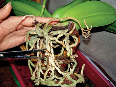 Cómo trasplantar una orquídea