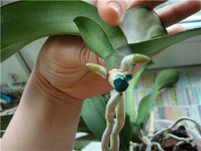 Cómo trasplantar una orquídea