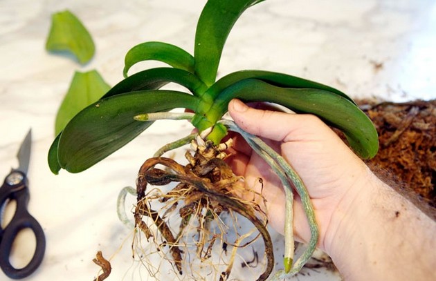 Cómo trasplantar una orquídea