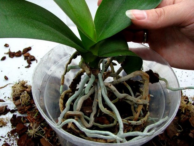 Cómo trasplantar una orquídea