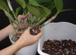 Cómo trasplantar una orquídea