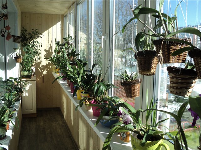 Cómo trasplantar una orquídea