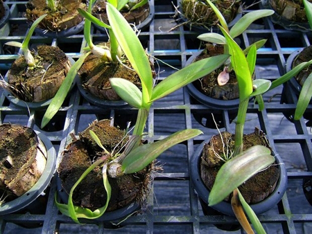 Cómo trasplantar una orquídea