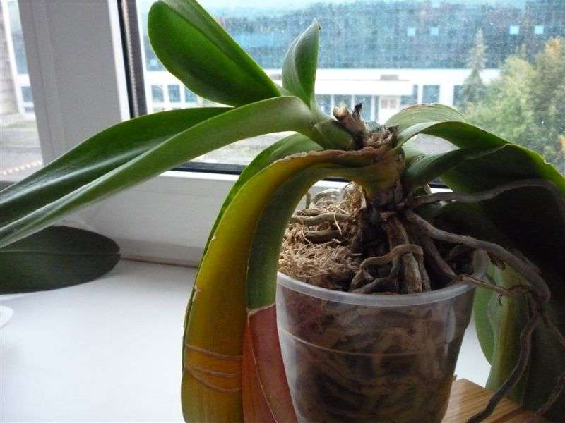 Cómo trasplantar una orquídea