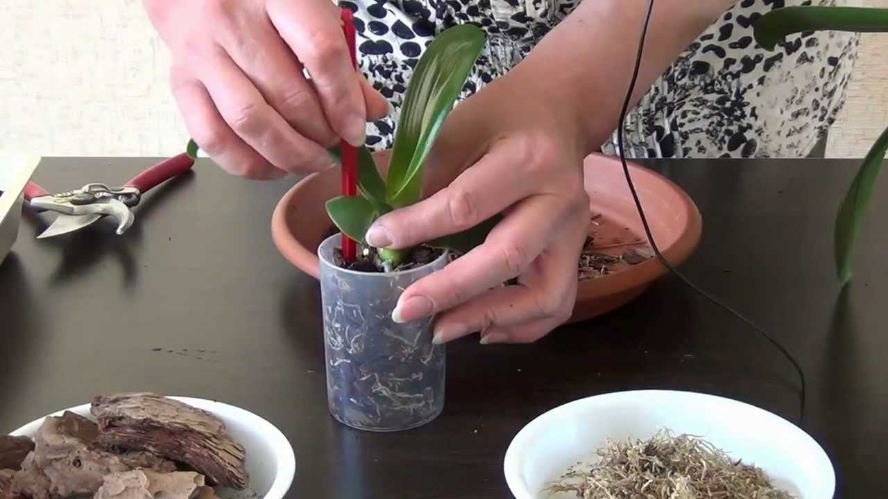 Cómo trasplantar una orquídea