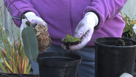 Cómo trasplantar una orquídea