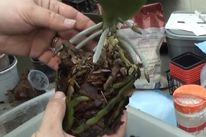 Cómo trasplantar una orquídea