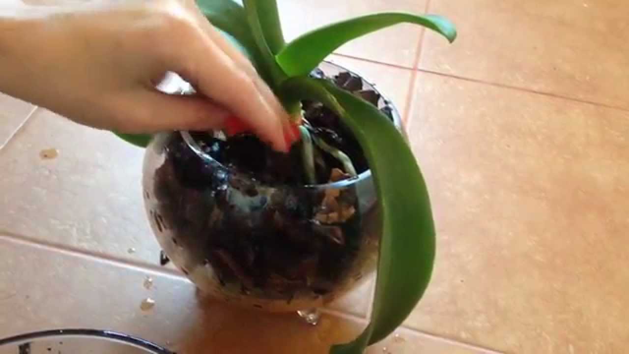 Cómo trasplantar una orquídea