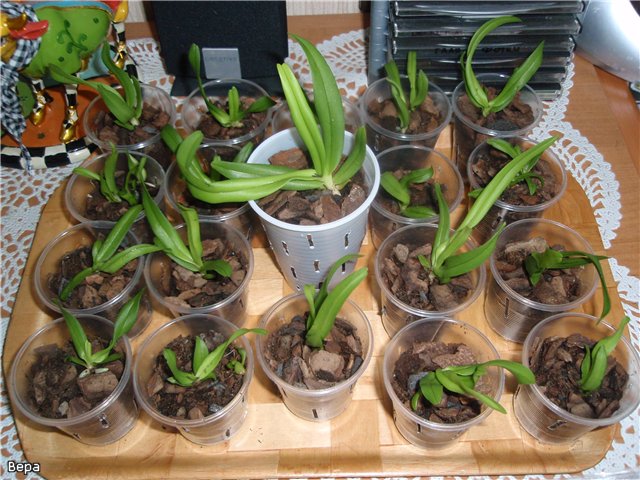 Cómo trasplantar una orquídea