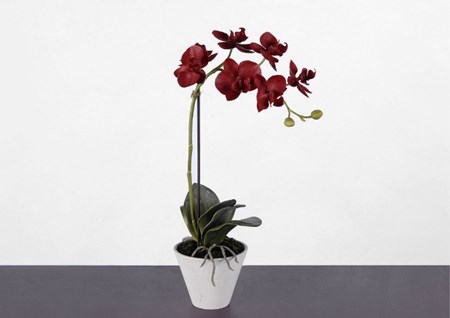 Cómo trasplantar una orquídea