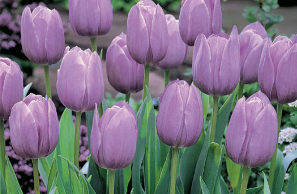 Cómo almacenar bulbos de flores: lirios, tulipanes, jacintos