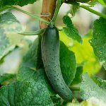 Cómo atar un pepino correctamente Cómo atar un pepino correctamente