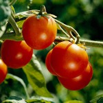 Cómo atar los tomates correctamente Cómo atar los tomates correctamente