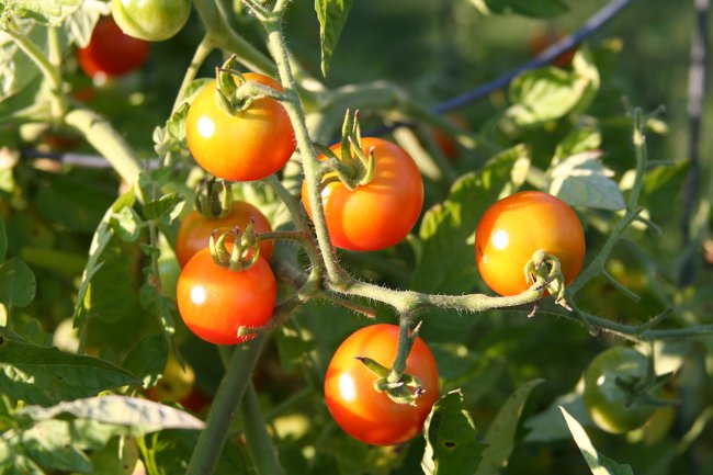 Cómo atar los tomates correctamente Cómo atar los tomates correctamente