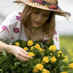 Cómo plantar rosas