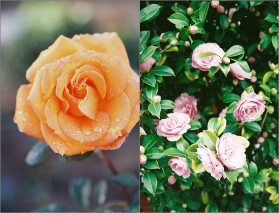 Cómo plantar rosas