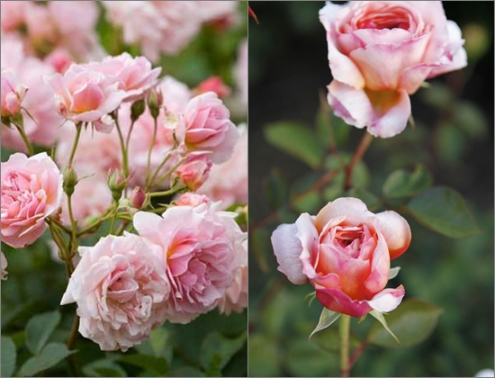 Cómo plantar rosas