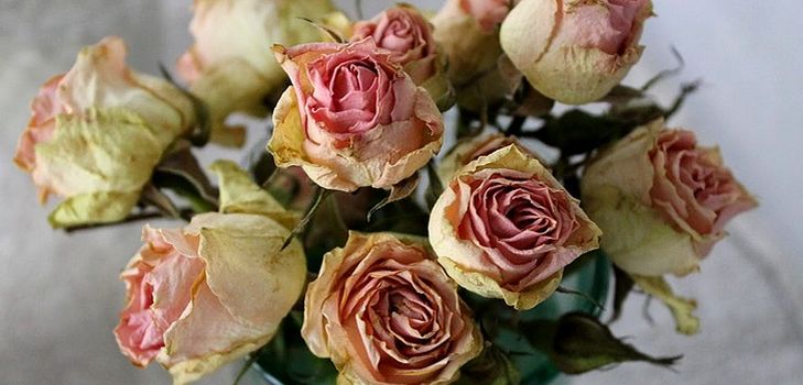 Cómo secar flores para un herbario