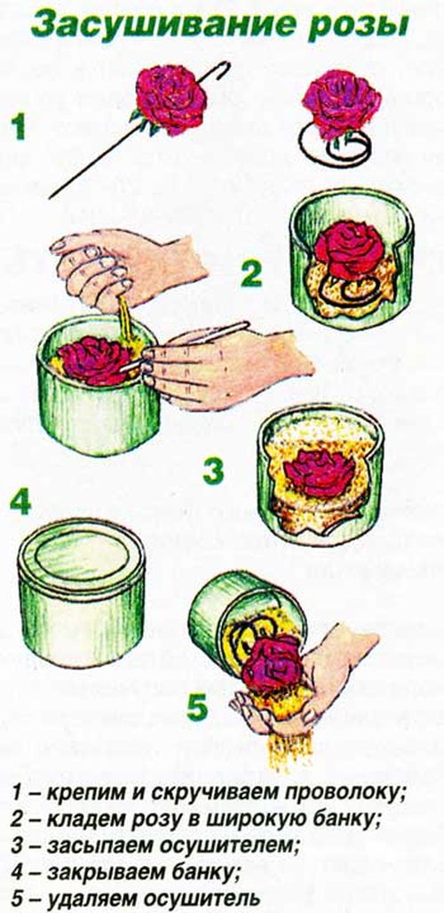 Cómo secar flores para un herbario
