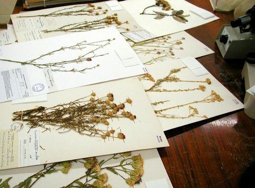 Cómo secar flores para un herbario
