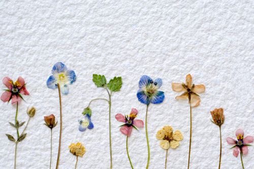Cómo secar flores para un herbario