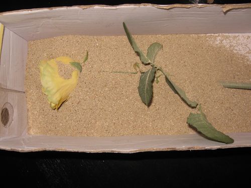 Cómo secar flores para un herbario