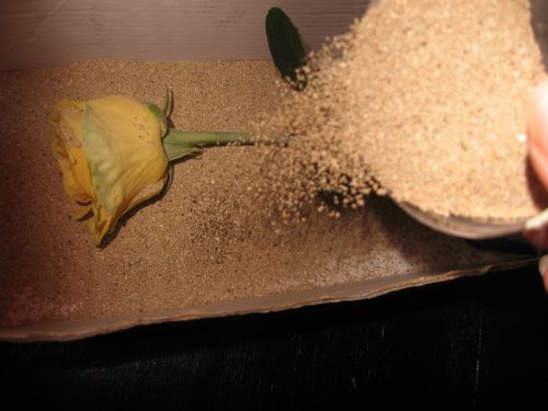 Cómo secar flores para un herbario