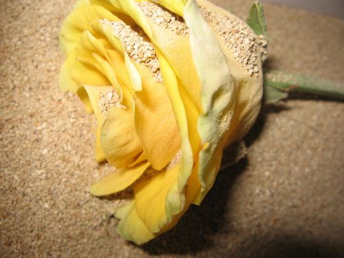 Cómo secar flores para un herbario