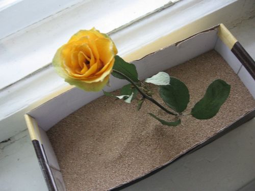 Cómo secar flores para un herbario