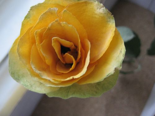 Cómo secar flores para un herbario