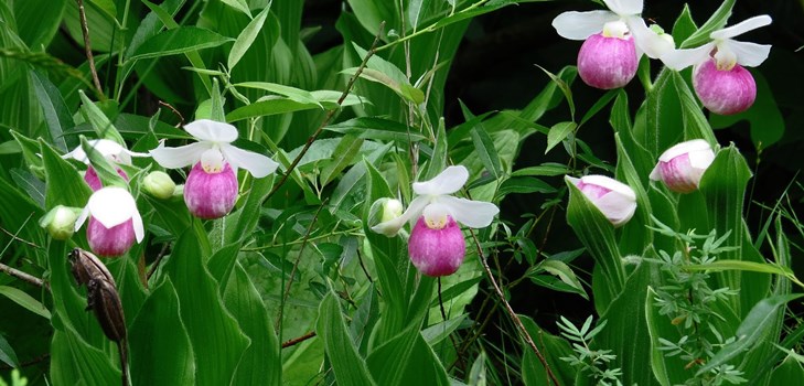 Cómo propagar una orquídea