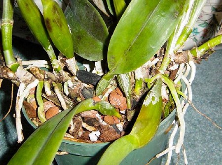 Cómo propagar una orquídea: esquejes