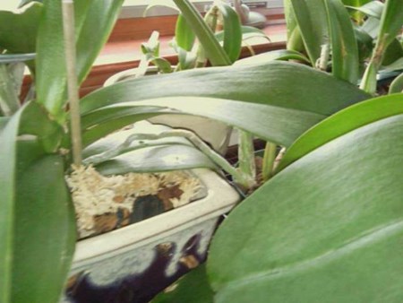 Cómo propagar una orquídea: bebés