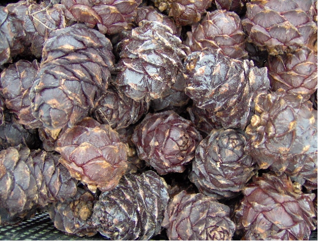 conos del bosque