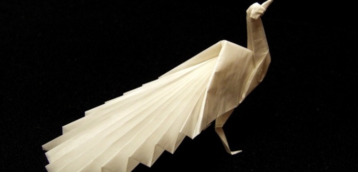 hermoso pavo real