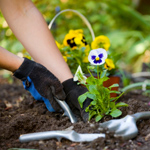 Cómo crear un jardín de flores
