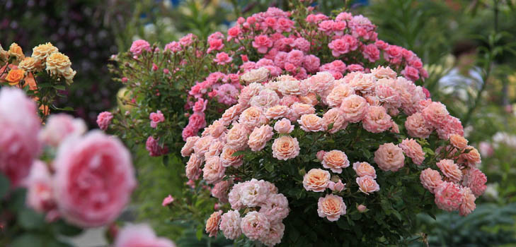 Cómo fertilizar rosas: consejos prácticos