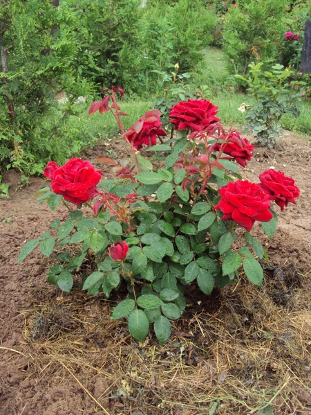 Cómo fertilizar rosas: consejos prácticos