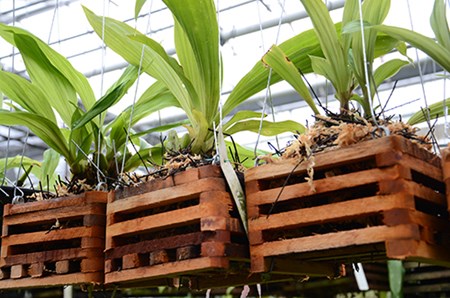 En el pedúnculo de la orquídea, hay brotes durmientes