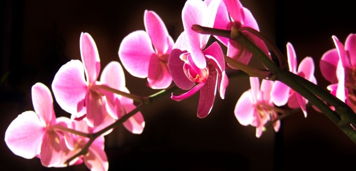 Orquídea: cuidado después de la floración