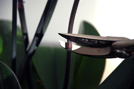 En unos pocos meses, tu orquídea florecerá nuevamente