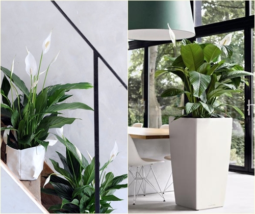 Enfermedades y tratamiento de spathiphyllum