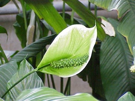 Cuidado para el spathiphyllum en el hogar Cuidado para el spathiphyllum en el hogar