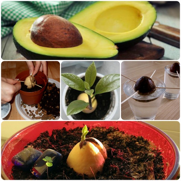 Cómo cultivar aguacate de una piedra