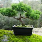 Cómo cultivar un bonsái Cómo cultivar un bonsái