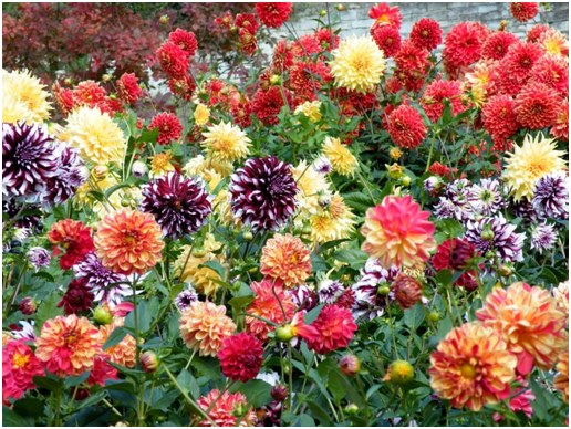 muchos colores